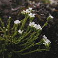 Two Flowered Sandwort