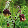 Water Avens