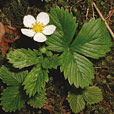 Wild Strawberry