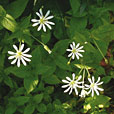 Wood Stitchwort