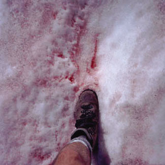 Red Snow Algae