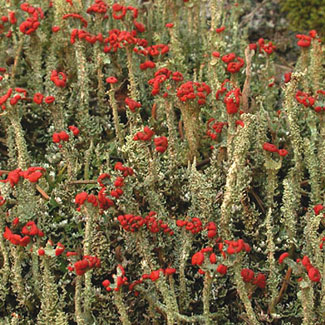 Red Soldier Lichen