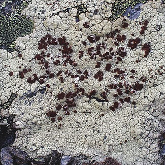Wind Lichen