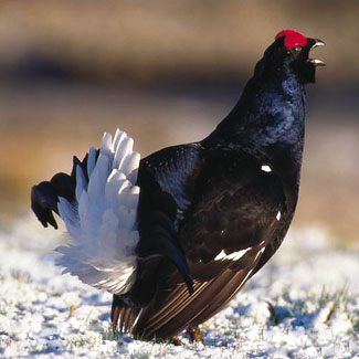 Black Grouse