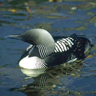 Black-throated Diver