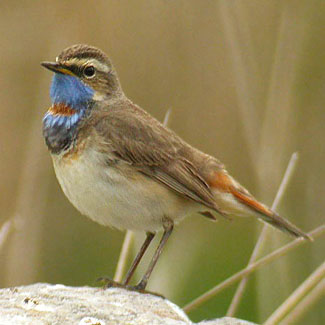 Bluethroat