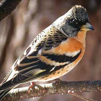 Brambling