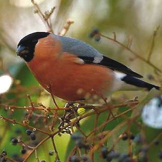 Bullfinch