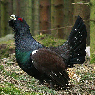 Capercaillie
