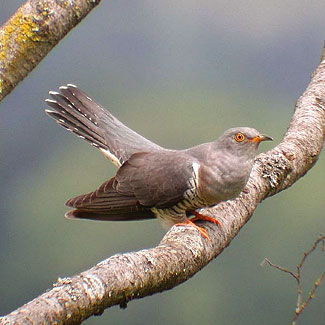 Cuckoo