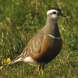 Dotterel