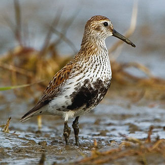 Dunlin