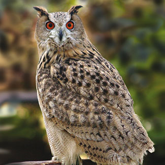 Eagle Owl