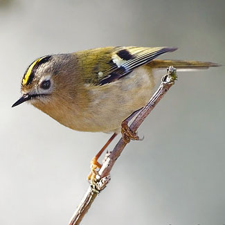 Goldcrest