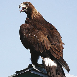 Golden Eagle