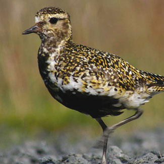 Golden Plover