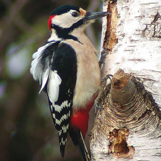 Great Spotted Woodpecker