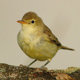 Icterine Warbler