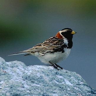 Lapland Bunting