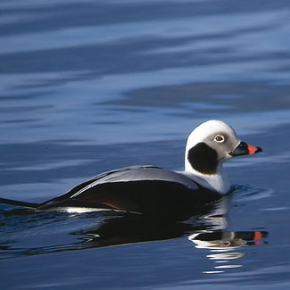Long-tailed Duck
