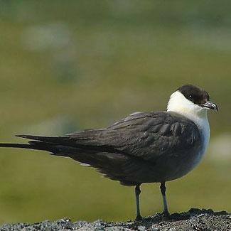 Long-tailed Skua