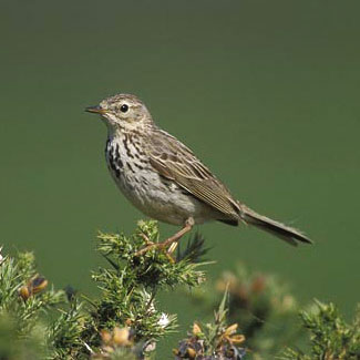 Meadow Pipit