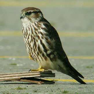 Merlin