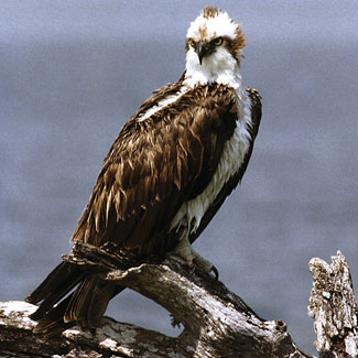 Osprey