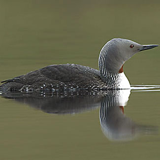 Red-throated Diver
