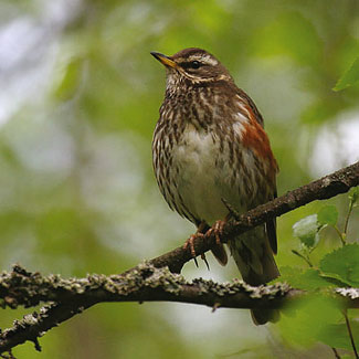 Redwing