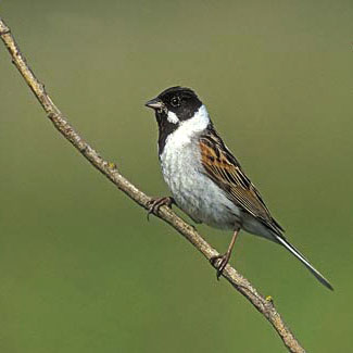Reed Bunting