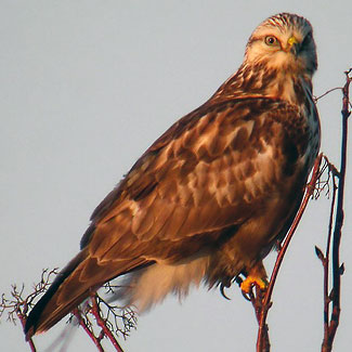 Rough Legged Buzzard
