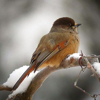 Siberian Jay