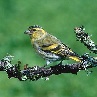 Siskin