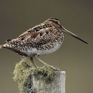 Snipe