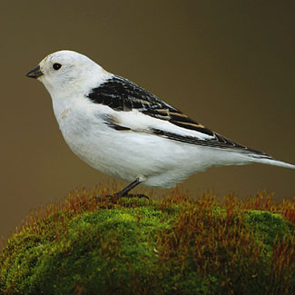Snow Bunting