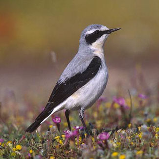 Wheatear