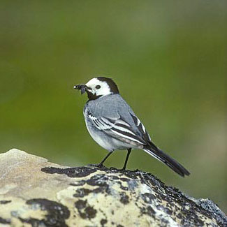White Wagtail