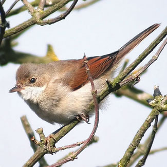 Whitethroat