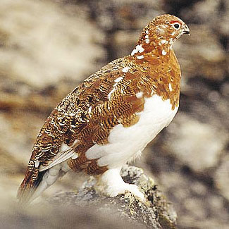 Willow Grouse