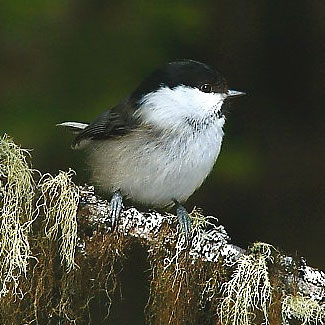 Willow Tit