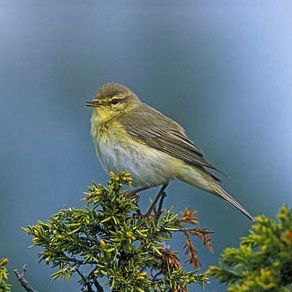 Willow Warbler