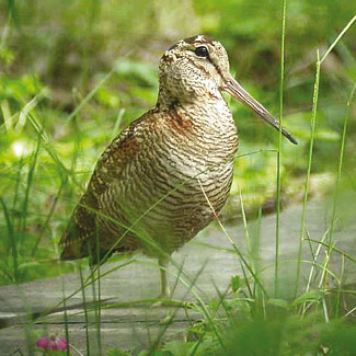 Woodcock