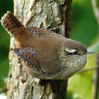 Wren
