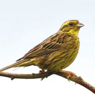 Yellowhammer