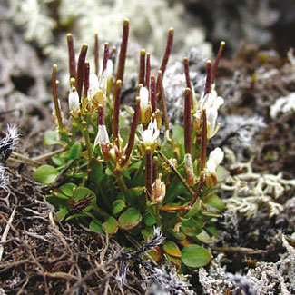 Alpine Bittercress