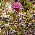 Alpine Catchfly