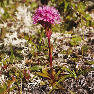Alpine Catchfly