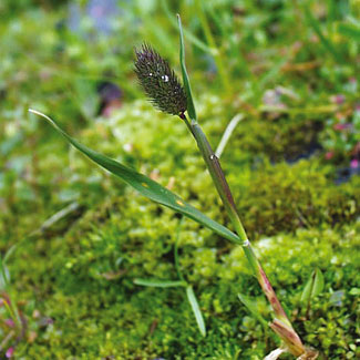 Alpine Cat&rsquo;s-tail