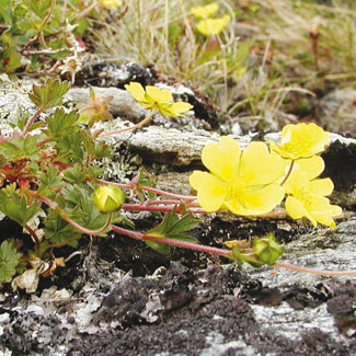 Alpine Cinquefoil